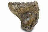 Woolly Mammoth Upper M Molar - Hungary #295871-3